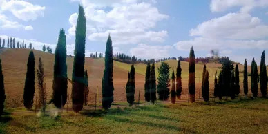 A row of trees in the middle of a field.