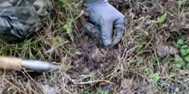 A person wearing gloves is digging in the ground.