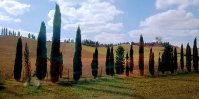 A row of trees in the middle of a field.